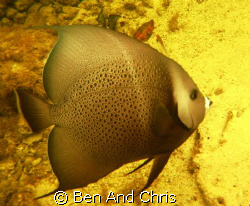Angelfish once again from the mangrove in Cuba, at high t... by Ben And Chris 